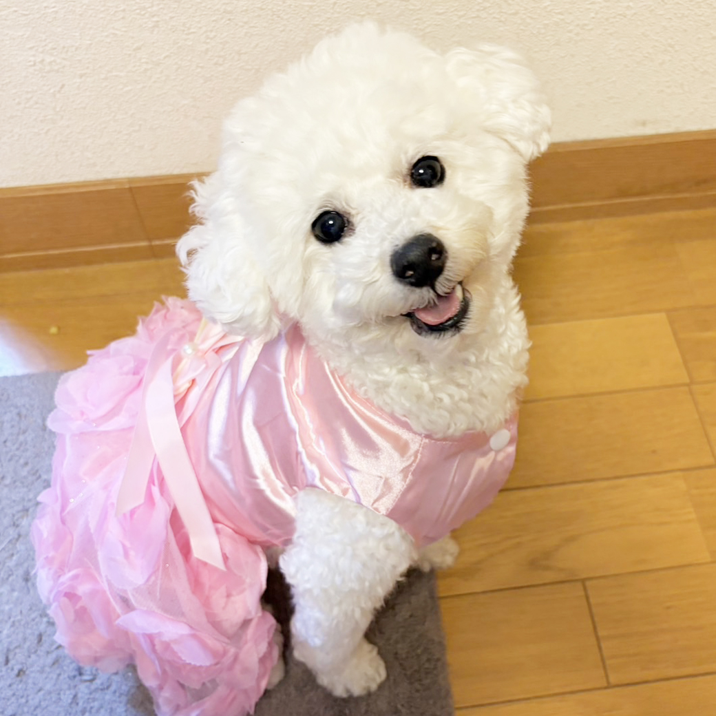 卒業犬ソニーちゃんの近況♪